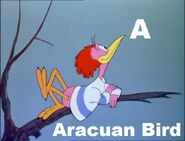 Aracuan Bird
