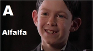 Alfalfa