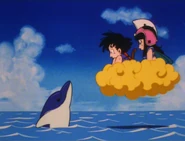 Chi-Chi sees a dolphin