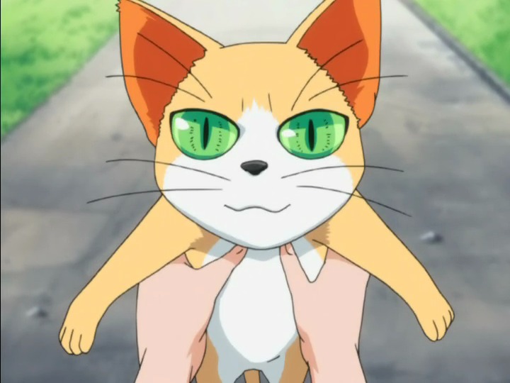 Top 20 Anime Cats That Will Steal All Your Love  2022