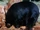 Blackie