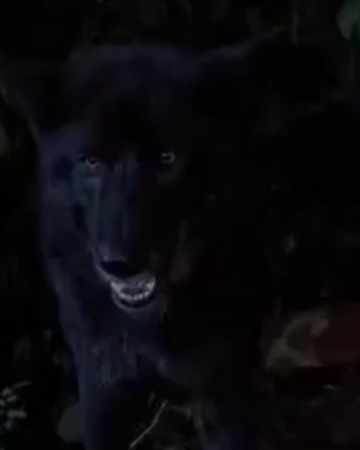 Black Wolf Wickedpedia Fandom