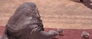 Jabba watching the race.