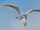 Windgust