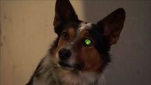(Bionic Dog).jpg