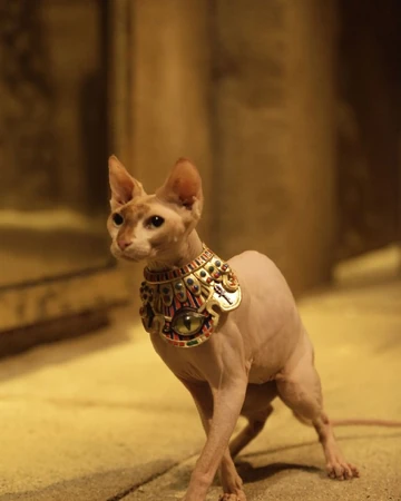 sphynx cat collar