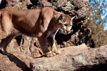 仲條正義「IS IT MOUNTAIN CAT OR MOUNTAIN DOG」 Mountain Lion | Wickedpedia | Fandom