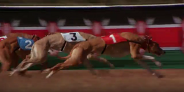 Greyhounds