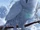 Milori's Snowy Owl