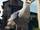 Sofia the Seagull