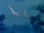 Egret Couple