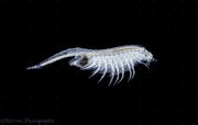 Brineshrimp.jpg