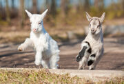 Goats.jpg