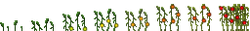 Tomato Growth Cycle