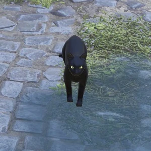 Черный кот divinity original sin 2. Черный кот дивинити. Монастырский лес divinity original. Divinity original sin 2 гейст. Divinity 2 черный кот.