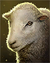 Sheep Icon (DOS2)