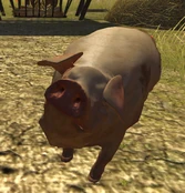 Creatures Divinity Wiki Fandom