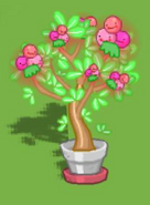 Potted Blush Berry Plant