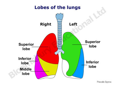 Lobes of the lungs