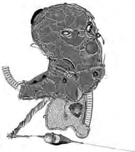 Linking chamber middle level