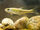 Minnows