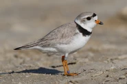 A real life piping plover