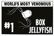 World's Most Venomous Box Jellyfish