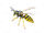 Wasps