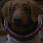 Cosmo en el Universo Cinematográfico de Marvel.