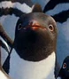 Nestor en Happy Feet: El pingüino y en su secuela.