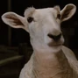 Samuel la oveja en La telaraña de Charlotte.