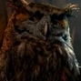 Ga'hoole Bubo.png (183 kB) Bubo en Ga'hoole: La leyenda de los Guardianes.
