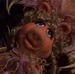 Benjamina Gunn (Miss Piggy) MTI