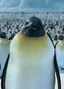 Seymour.png (857 kB) Seymour en Happy Feet: El pingüino.
