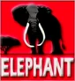 Elephant Films Logo