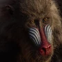 TLK2019Rafiki.png (734 kB) Rafiki en el live action de El rey león y en Mufasa: El rey león.