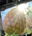 Pineapple-all-hail-king-julien-0.72