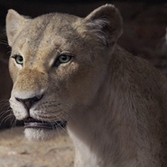 Nala (Beyonce) en el live action de El rey león.