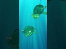 Especies de Tortugas como la Tortuga Pintada pueden respirar por sus traseros debajo del agua