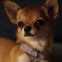 Rosa en las películas Una chihuahua de Beverly Hills 2 y Una chihuahua de Beverly Hills 3: ¡Viva la Fiesta!.