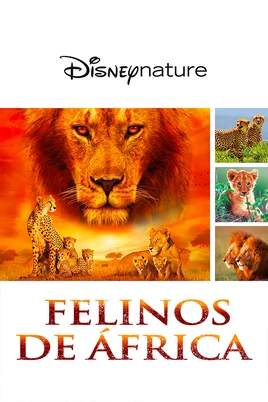 Felinos Poster