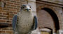 Falcon en Stuart Little 2.