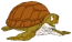 Turtle render