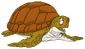 Turtle render