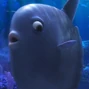 Pez Luna en Buscando a Dory.