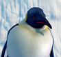 Sra. Astrakhan en Happy Feet: El pingüino.