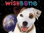 Wishbone