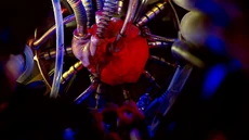 Человеческое сердце, подключённое к системам корабля