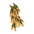 Abrakapa