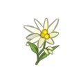 Edelweiss